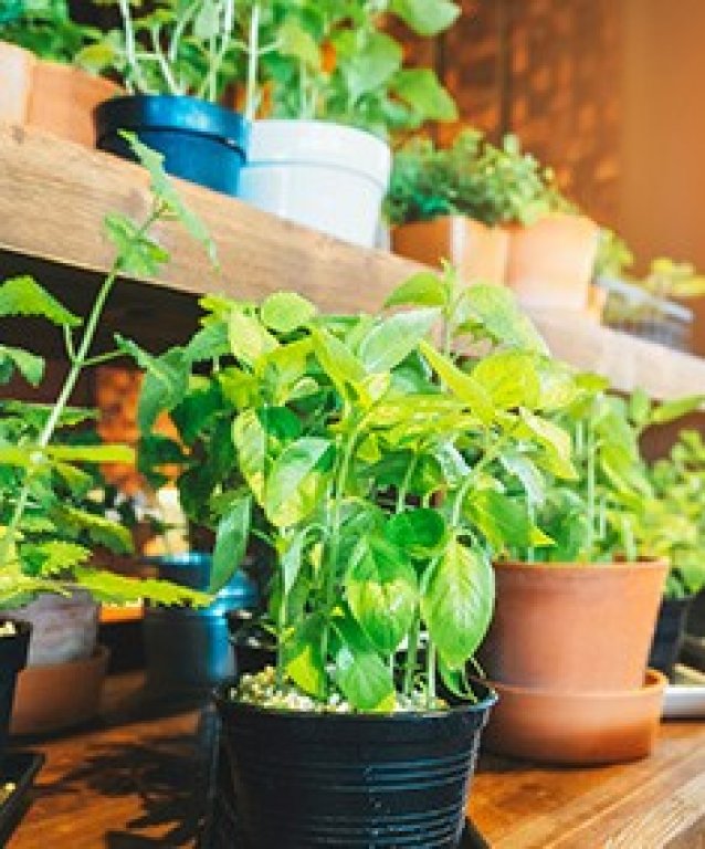 zive-crepnikove-rastliny